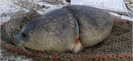 Plastic Bands are strangling Seals and Sea Lions – USA