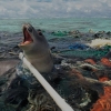 These 27 Powerful Photos Will Make You Swear Off Plastic Forever