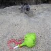 Warnings After Discarded Balloons Found Near Seals – UK