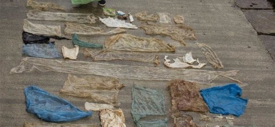 Beached Whale Found With 30 Plastic Bags Crammed In Its Belly