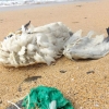 Campaign to halt mass balloon releases to protect wildlife – UK