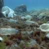CSIRO pledge to reduce Australian plastic pollution – Australia