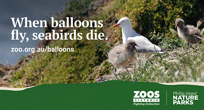 When Balloons Fly, Seabirds Die.