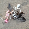 Impacts on Wildlife & the Environment – Balloons Blow… Don’t Let Them Go!