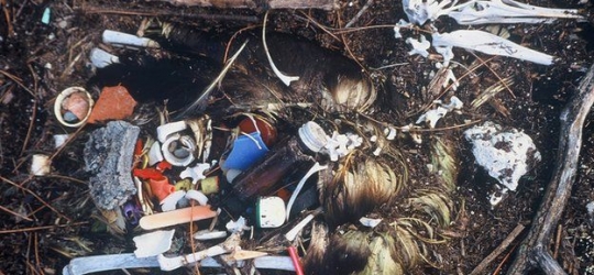 Seabirds ‘blighted by plastic waste’