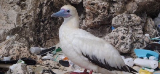 Plastic in 99 percent of seabirds by 2050 – Australia