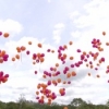 Environmental groups call for total ban on releasing balloons and Chinese lanterns