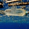 Recycling hope for plastic-hungry enzyme