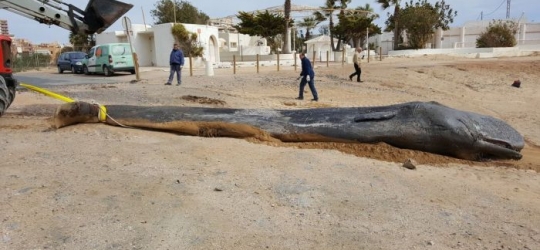 Whale dies after swallowing nearly 30kg of rubbish