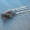 Microplastics Found In 100 Percent Of Sea Turtles Tested