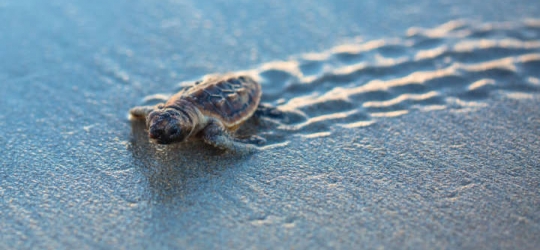 Microplastics Found In 100 Percent Of Sea Turtles Tested