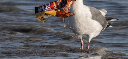 MCS joins ​150​ ​organisations​ ​backing ​call​ ​to​ ​ban​ ​oxo-degradable​ ​plastic​ ​packaging | Marine Conservation Society