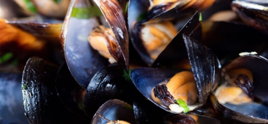 Mussels suffer from ingesting plastic – Australia